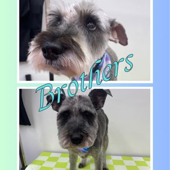 Le Puppery - Schnauzer brothers Hermes and Apollo got a schnauzer cut. - Pet Groomers Near Me Le Puppery - Schnauzer brothers Hermes and Apollo got a schnauzer cut. - Pet Groomers Near Me