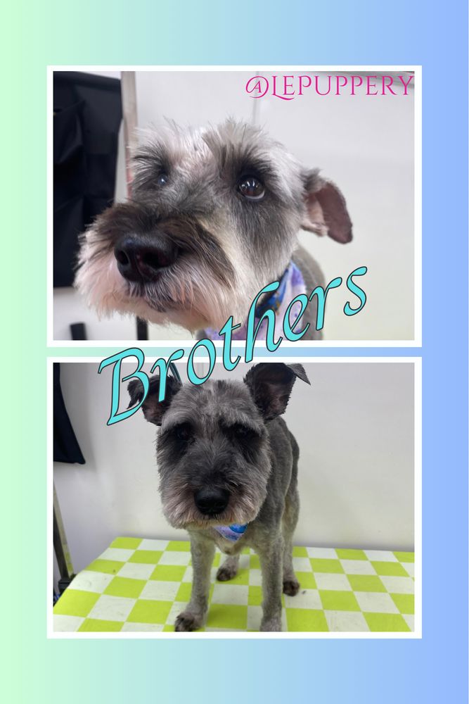 Le Puppery Image