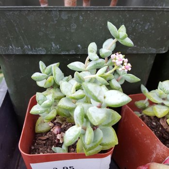 California Cactus Center - Nurseries & Gardening Near Me - Pasadena, California