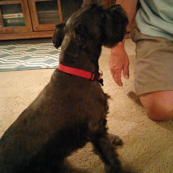 Le Paw Pet Grooming - This is a schnauzer who had a beautiful full skirt. Shame on Le Paws she is a master of nothing. - Pet Groomers Near Me - Clearfield, Utah