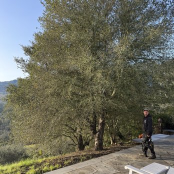 Barragan Tree Service - Before - Tree Services Near Me Barragan Tree Service - Before - Tree Services Near Me
