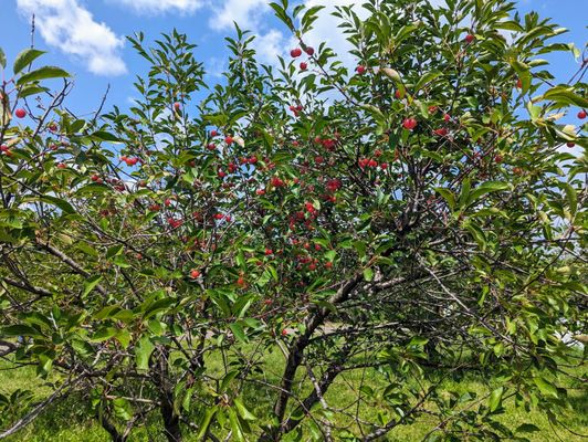 Spicer Orchards Farm Market, Cider Mill, Fudge, Bakery by null