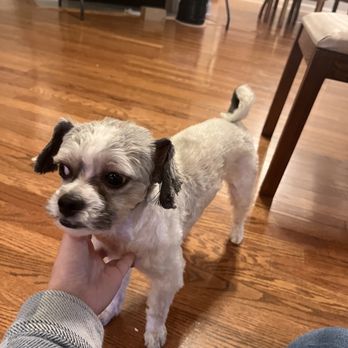 Let's Talk Grooming - Hair too short - Pet Groomers Near Me - Simpsonville, South Carolina