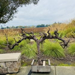 City of Sonoma - Stunning views at Sangiacomo Vineyards in Sonoma
