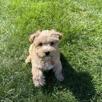 High Desert Labradoodles - Pet Breeders Near Me High Desert Labradoodles - Pet Breeders Near Me
