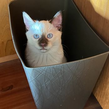 Permes Cattery - Kitten - Pet Breeders Near Me