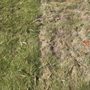 The Sod Man