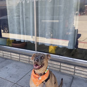 Happy Paws Dog Grooming - Kono with his free bandana from Happy Paws! - Pet Groomers Near Me - Monrovia, California Happy Paws Dog Grooming - Kono with his free bandana from Happy Paws! - Pet Groomers Near Me - Monrovia, California