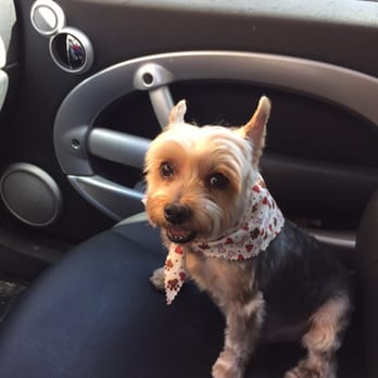 Happy Dog Grooming Spa - Happy dog for sure! - Pet Groomers Near Me - Des Plaines, Illinois Happy Dog Grooming Spa - Happy dog for sure! - Pet Groomers Near Me - Des Plaines, Illinois