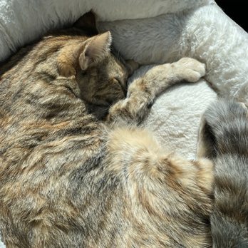 Dr Marchi - Pet Euthanasia at Home - Kitty in her bed - Veterinarians Near Me - Long Beach, California