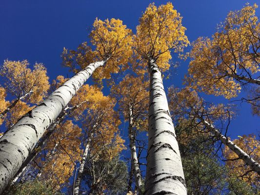 Hyde Memorial State Park by null