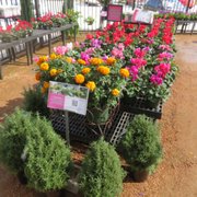 CORNELIUS NURSERY - 18 Photos & 18 Reviews - 1403 Westborough Dr, Katy ...