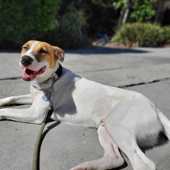 Karmic Rescue Without Borders - Zuko is so loved and living his best life! - Pet Adoption Near Me Karmic Rescue Without Borders - Zuko is so loved and living his best life! - Pet Adoption Near Me