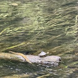 Ichetucknee Springs
