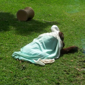 Honolulu Zoo - The youngest hiding under the blanket - Zoos Near Me - Honolulu, Hawaii Honolulu Zoo - The youngest hiding under the blanket - Zoos Near Me - Honolulu, Hawaii