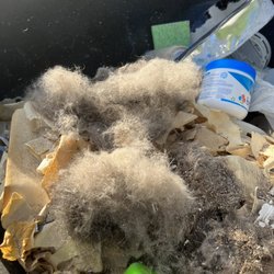 Chem-Dry of the Twin Ports - Full canister of pet hair after Chem-dry "cleaning "