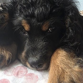 Puppyland - My baby, Miss Gabriella - Pet Breeders Near Me - Puyallup, Washington Puppyland - My baby, Miss Gabriella - Pet Breeders Near Me - Puyallup, Washington