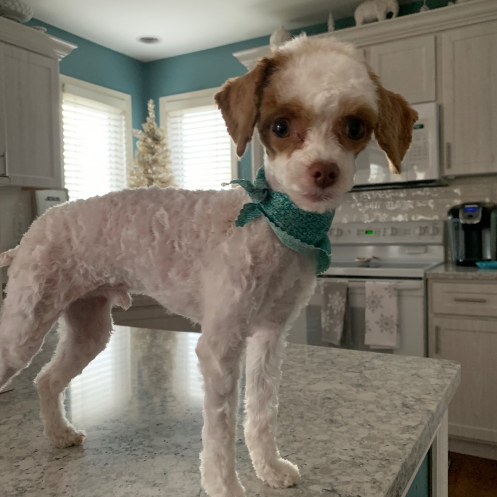 Pet Cuts - After - Pet Groomers Near Me - North Hills, California Pet Cuts - After - Pet Groomers Near Me - North Hills, California