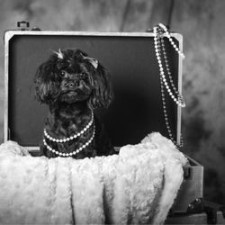 Grubby Dogs - Dog Photography