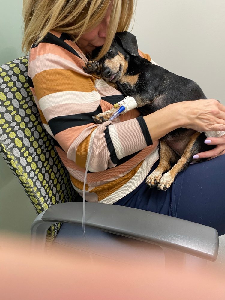 GULF COAST VETERINARY SPECIALISTS 113 Photos & 403 Reviews 8042