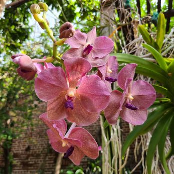 Key West Garden Club - Venues & Event Spaces Near Me - Key West, Florida Key West Garden Club - Venues & Event Spaces Near Me - Key West, Florida
