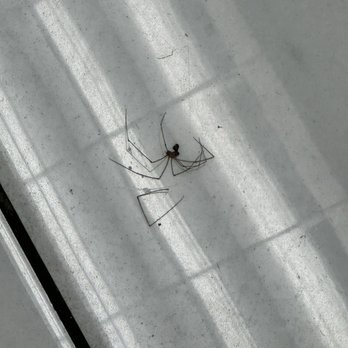 Petroleum Wholesale - Dead spider on the floor. - Gas Stations Near Me - Ehrenberg, Arizona Petroleum Wholesale - Dead spider on the floor. - Gas Stations Near Me - Ehrenberg, Arizona