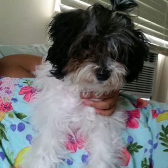 Sun's Pet Grooming - This was her before her terrible groom experience - Pet Groomers Near Me - Rancho Palos Verdes, California Sun's Pet Grooming - This was her before her terrible groom experience - Pet Groomers Near Me - Rancho Palos Verdes, California