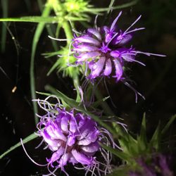 Fairfield Lake State Park - Ironweed by headlamp