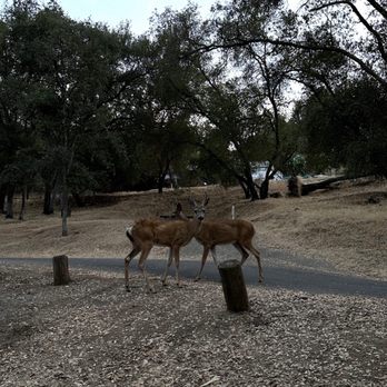 Lake Camanche - Deers visiting around the camps - Boating Near Me - Valley Springs, California Lake Camanche - Deers visiting around the camps - Boating Near Me - Valley Springs, California