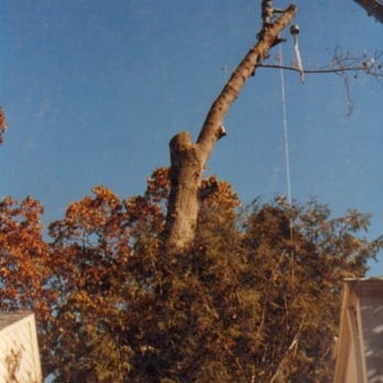 Bear Tree Service - Tree Services Near Me - Port Washington, New York Bear Tree Service - Tree Services Near Me - Port Washington, New York