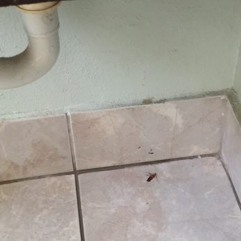 Rodeway Inn - Dead cockroach under the bathroom sink. - Hotels Near Me - Chico, California