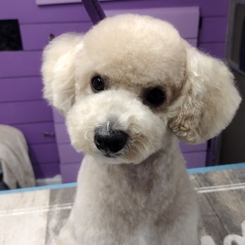 A Dogs Domain - Pet Groomers Near Me - Jacksonville, Florida