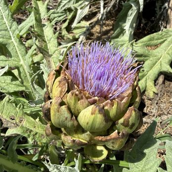 Backwoods Crossing - Artichoke in the garden - Southern Near Me - Tallahassee, Florida Backwoods Crossing - Artichoke in the garden - Southern Near Me - Tallahassee, Florida