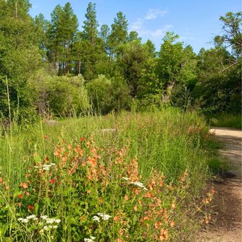 Goldwater Lake - Wildflowers on North portion of 81 - Lakes Near Me - Prescott, Arizona