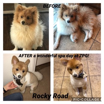 Zia Pet Grooming - Pet Groomers Near Me - Albuquerque, New Mexico Zia Pet Grooming - Pet Groomers Near Me - Albuquerque, New Mexico