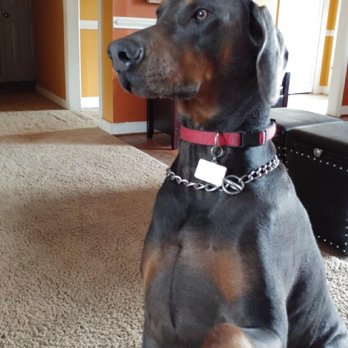 Stephanie's Pet Grooming - Meet Doberman Babee Blue - Pet Groomers Near Me - Colonial Heights, Virginia Stephanie's Pet Grooming - Meet Doberman Babee Blue - Pet Groomers Near Me - Colonial Heights, Virginia