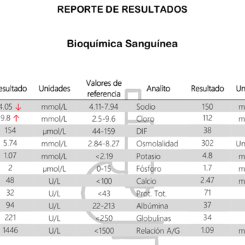Perro Andaluz Pet Hospital - Blood Work 2 - Emergency Pet Hospital Near Me - Tijuana, BCN Perro Andaluz Pet Hospital - Blood Work 2 - Emergency Pet Hospital Near Me - Tijuana, BCN