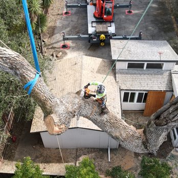 Skyline Tree Experts - Crane assisted tree removal services - Tree Services Near Me - Campbell, California Skyline Tree Experts - Crane assisted tree removal services - Tree Services Near Me - Campbell, California