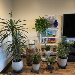 Solstice Gallery - Plant Assortment from Solstice Gallery