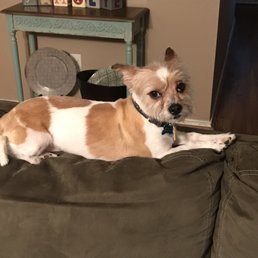 Max's new cut. So handsome! Max's new cut. So handsome!