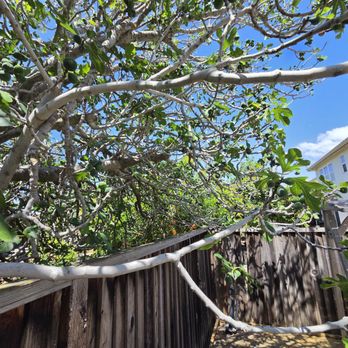 Appletree Services - Before pruning - Tree Services Near Me