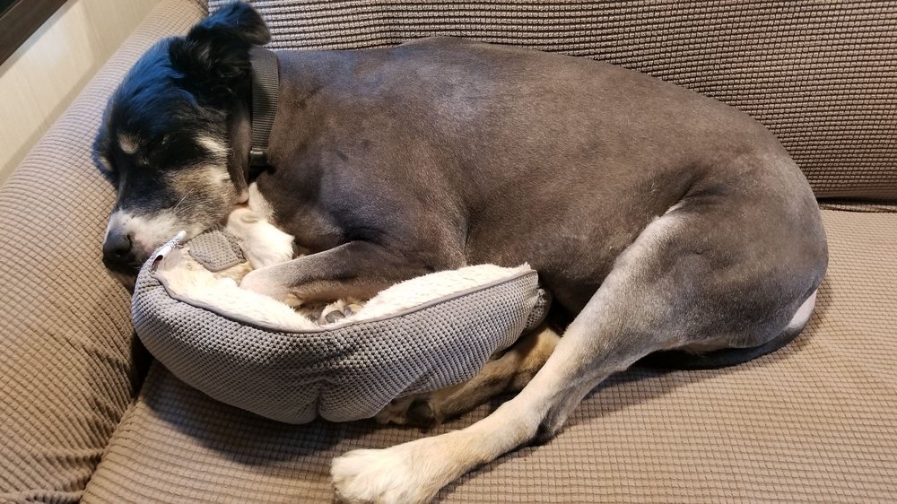Hot Dogs Grooming Salon Image