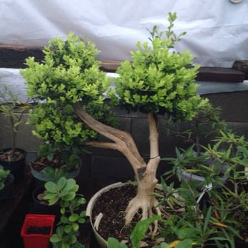 Bent Tree Bonsai - Nurseries & Gardening Near Me - Dallas, Texas