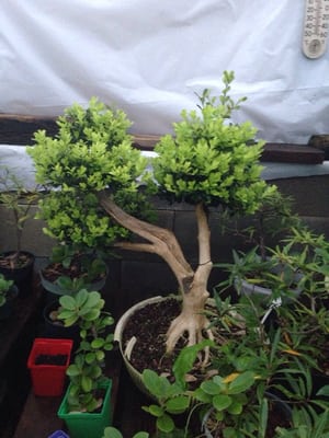 Bent Tree Bonsai, 5915 S Cockrell Hill Rd, Dallas, TX 75236, US - MapQuest