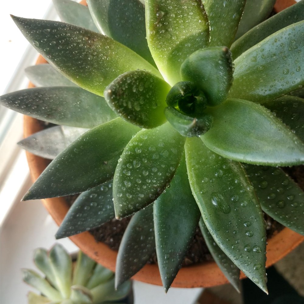 Large succulent in Terra Cotta pot Large succulent in Terra Cotta pot