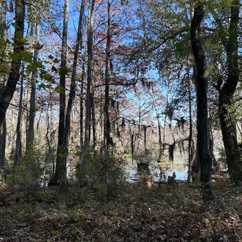 Merchants Mill Pond State Park - Mossy trees - Parks Near Me - Gatesville, North Carolina Merchants Mill Pond State Park - Mossy trees - Parks Near Me - Gatesville, North Carolina