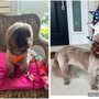 Photo of Gentle Touch Pet Grooming