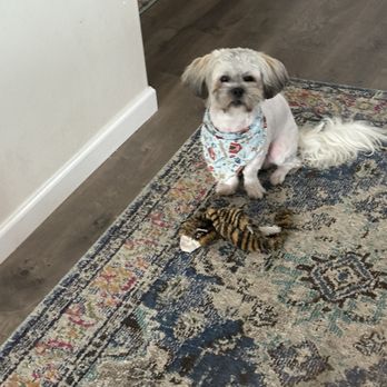 Happee Groomers - MoMo - Pet Groomers Near Me