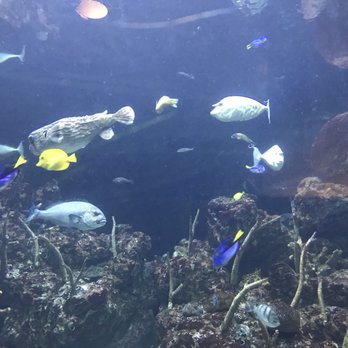 Seattle Aquarium - Aquariums Near Me - Seattle, Washington Seattle Aquarium - Aquariums Near Me - Seattle, Washington