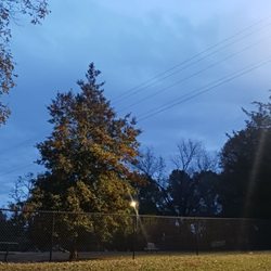 Floral Dog Park - And the night light